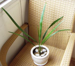 Как самостоятельно вырастить финиковую пальму из косточки