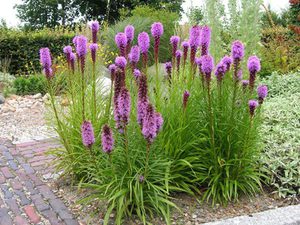 Цветок лиатрис: выращивание лиатриса колоскового блу