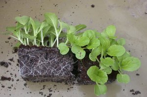 Агератум: выращивание тропического цветка из семян