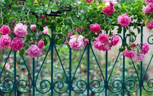 Вьющаяся роза на заборе