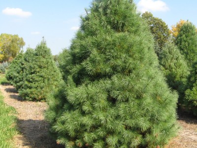 Сосна Веймутова (Pinus Strobus): сорта, уход и размножение сосны Веймутова