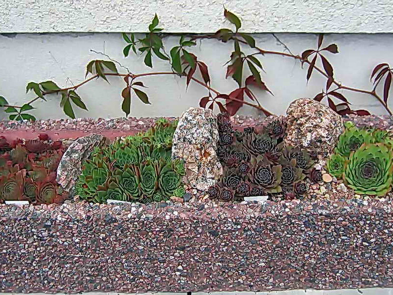 Растение молодило или каменная роза