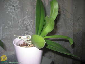 Заболевания корневой системы у орхидеи