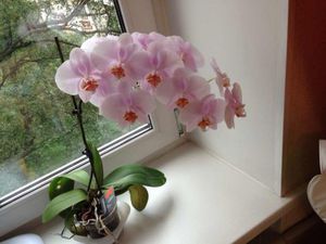 Период цветения орхидеи фаленопсис