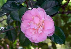 Camellia japonica (Японская роза) 