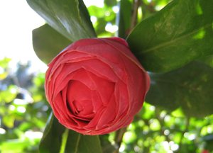 Садовая красавица Азии – Камелия: описание, посадка и уход