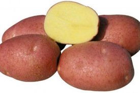 Сорт картофеля Беллароза