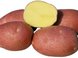 Сорт картофеля Беллароза 
