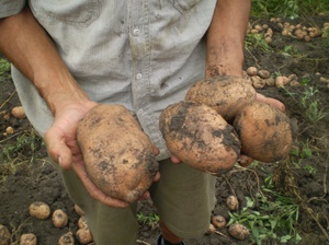 Выращивание картофеля беллароза 