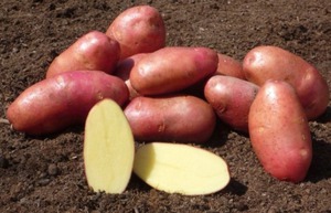 Устойчивость картофеля беллароза к  болезням