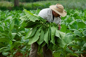 Заготовка листьев  табака
