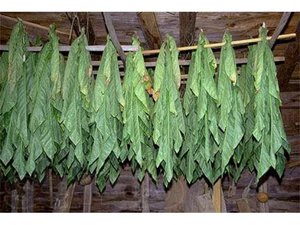 Хранение листьев табака