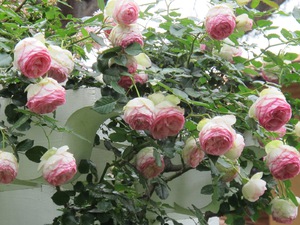 Как защитить розу Пьер де Ронсар