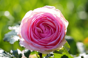 Описание розы сорта Пьер де Ронсар