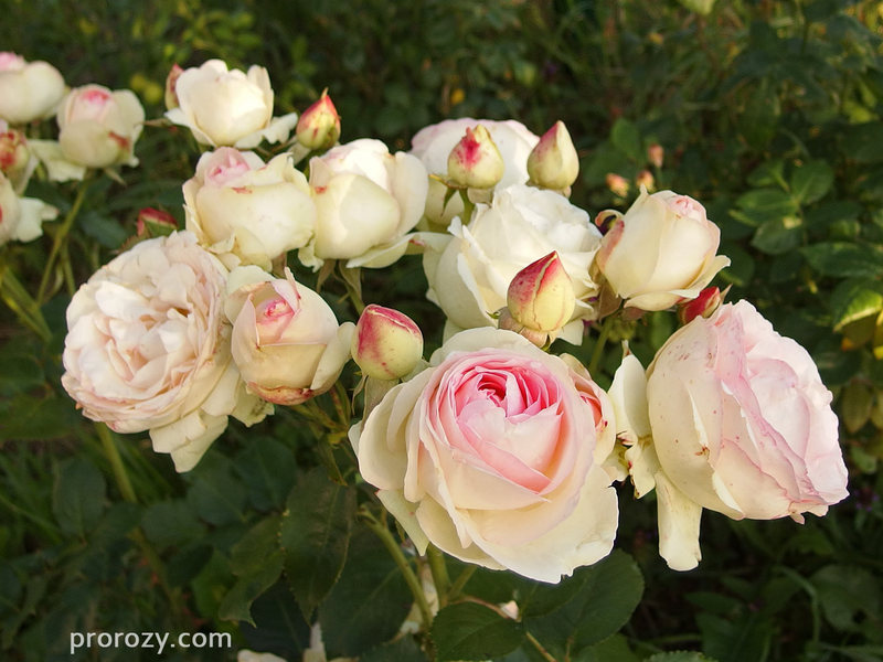 Как цветут розы Пьер де Ронсар