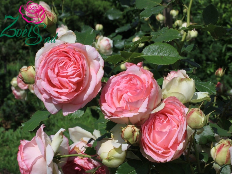 Внешний вид роз сорта Пьер де Ронсар