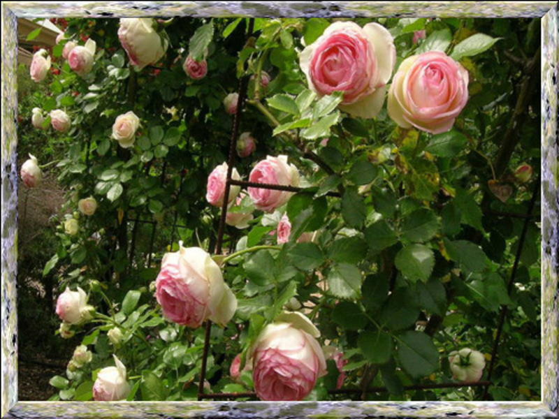 Использование розы сорта Пьер де Ронсар