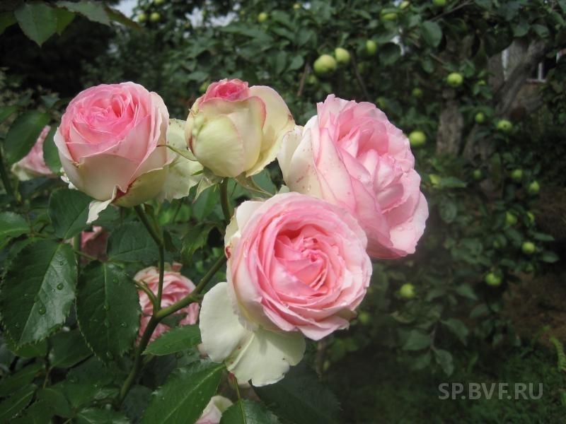 Посадка розы сорта Пьер де Ронсар