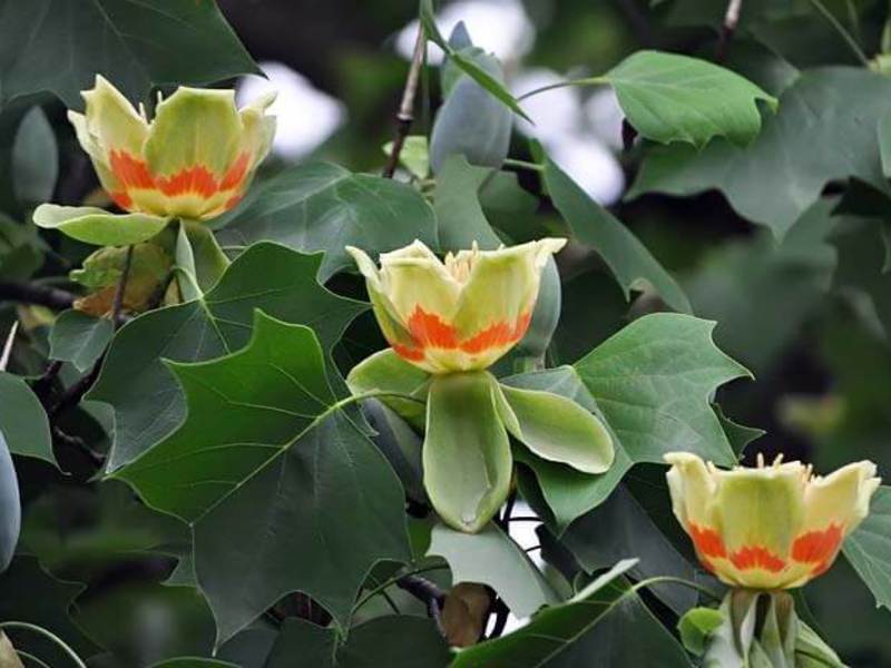 Характеристика тюльпанового дерева