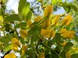 Период цветения кустарника желтая акация