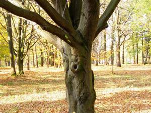 Особенности древесины дерева граб