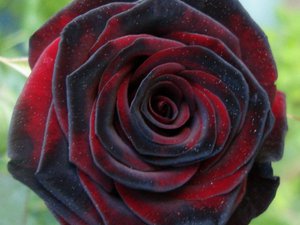 Выращивания розы Чёрная магия