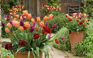 Как выращивать тюльпаны на даче и как за ней ухаживать?