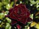 Роза черный принц в саду