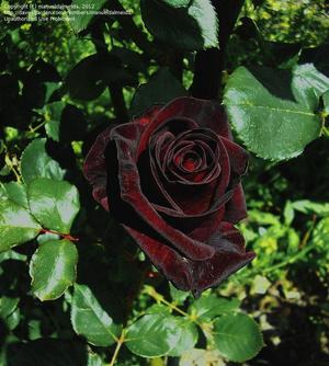 Чайно -гибридная роза в саду