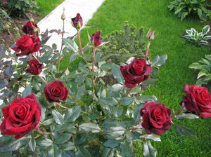 Посадка роз в саду