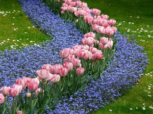 Тюльпан – цветок, символизирующий весну и женственность