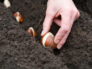 Как посадить тюльпаны