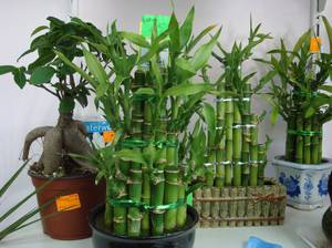 Как в домашних условиях вырастить бамбук