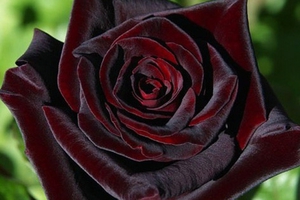 Блэк Баккара – чайно-гибридная роза 