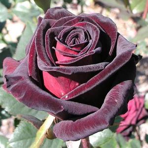 Общее описание розы Блэк Баккара