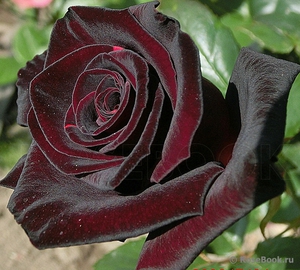 Требования к почве для выращивания  розы Блэк Баккара