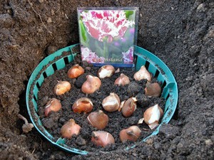 Подсушка луковиц тюльпанов перед пересадкой