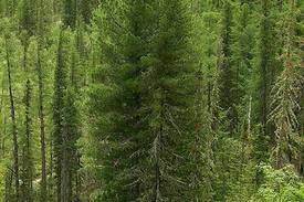 Кедр — это дерево с вечнозеленой хвоей 
