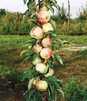 Как вырастить колоновидные яблони