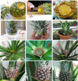 Как вырастить ананас в картинках