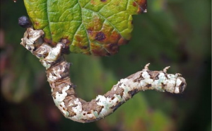 Гусеницы цветочной пяденицы повреждают плоды барбариса