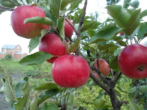 Как вырастить яблоню васюган