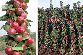 Как вырастить яблоки васюган
