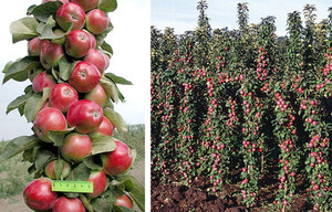 Как вырастить яблоки васюган