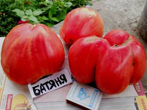 Преимущества сорта томата