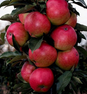 Выращивание яблони на даче