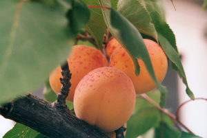 Удобрение и подкормка плодового абрикоса краснощекого