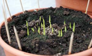 Цветок Калла в горшке: уход и выращивание в домашних 