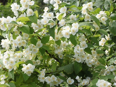 Садовый жасмин чубушник — доступная красота в любом саду