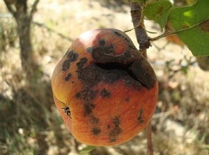 Какими болезнями поражена яблоня